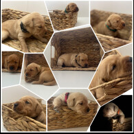 Labrador Retriever - Both