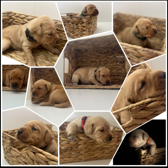 Labrador Retriever - Both