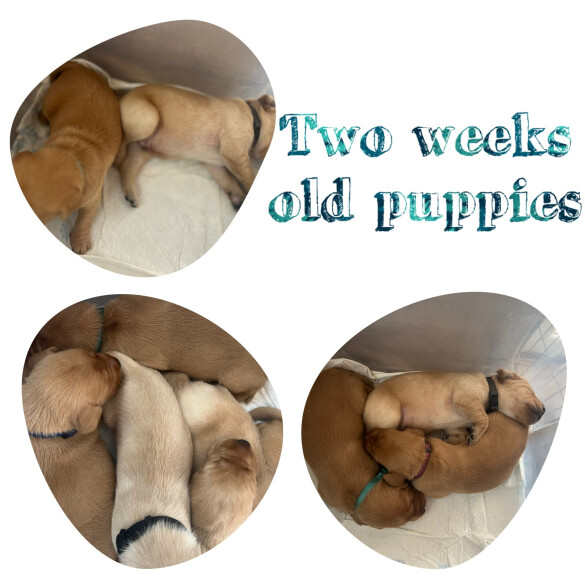 Labrador Retriever - Both