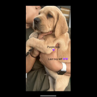 Labrador Retriever - Both