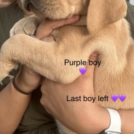 Labrador Retriever - Both