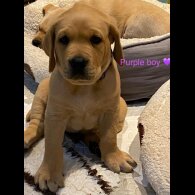 Labrador Retriever - Both