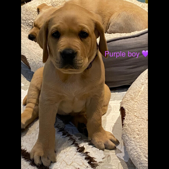 Labrador Retriever - Both
