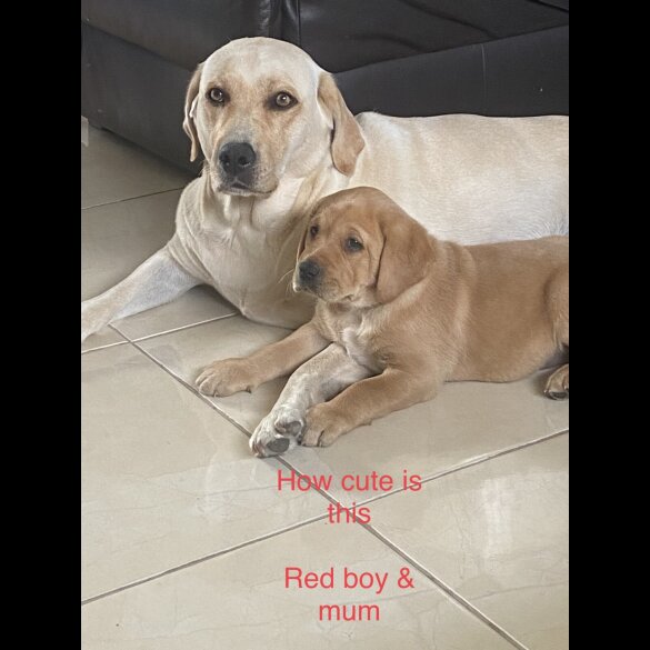 Labrador Retriever - Both