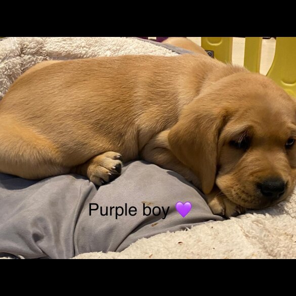 Labrador Retriever - Both