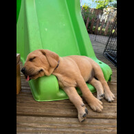 Labrador Retriever - Both