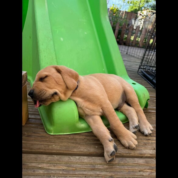 Labrador Retriever - Both