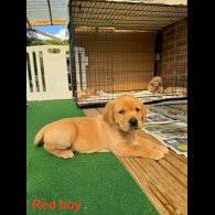 Labrador Retriever - Both