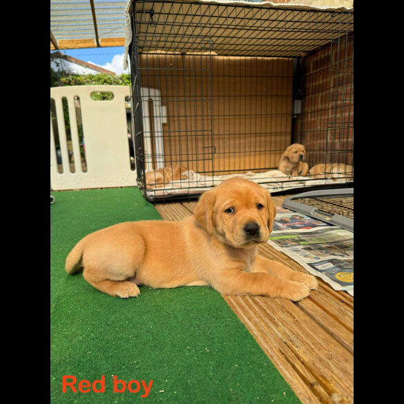Labrador Retriever - Both