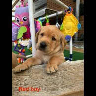 Labrador Retriever - Both