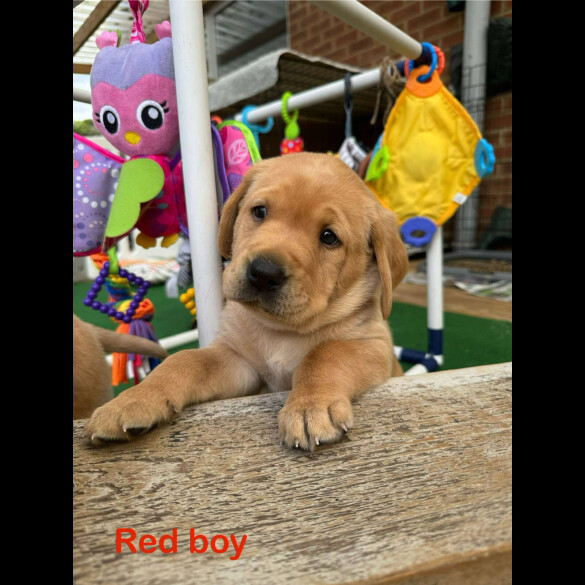 Labrador Retriever - Both