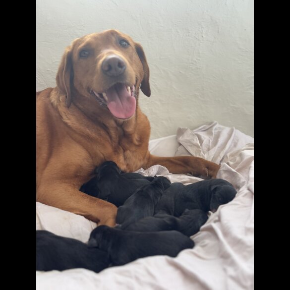 Labrador Retriever - Both