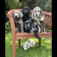 Labrador Retriever - Both