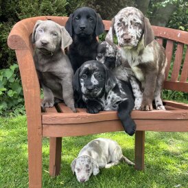 Labrador Retriever - Both