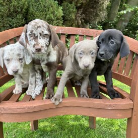 Labrador Retriever - Both