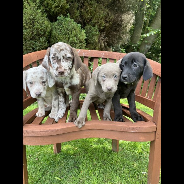 Labrador Retriever - Both