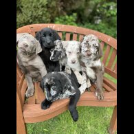 Labrador Retriever - Both