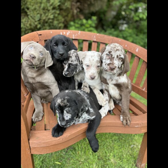 Labrador Retriever - Both