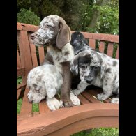 Labrador Retriever - Both