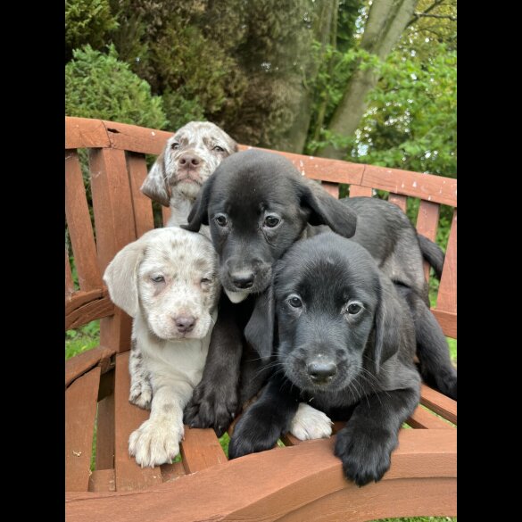 Labrador Retriever - Both