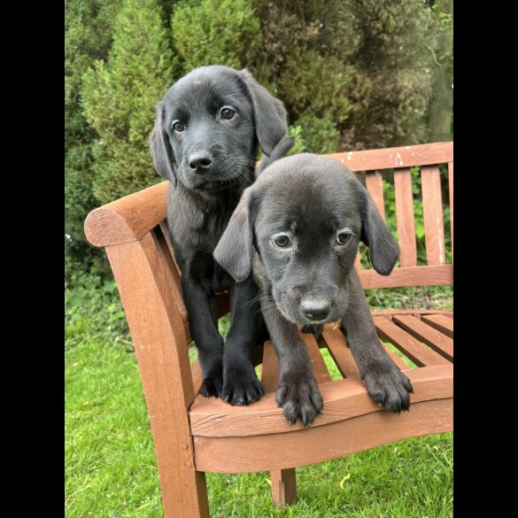 Labrador Retriever - Both
