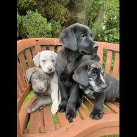 Labrador Retriever - Both