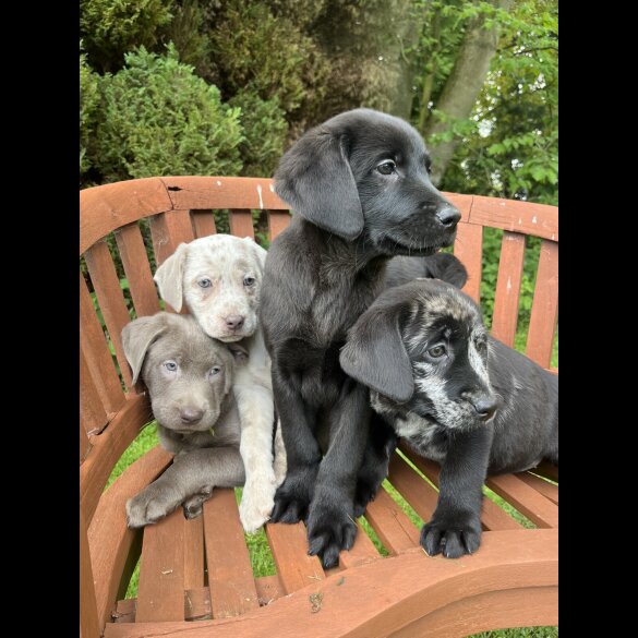 Labrador Retriever - Both