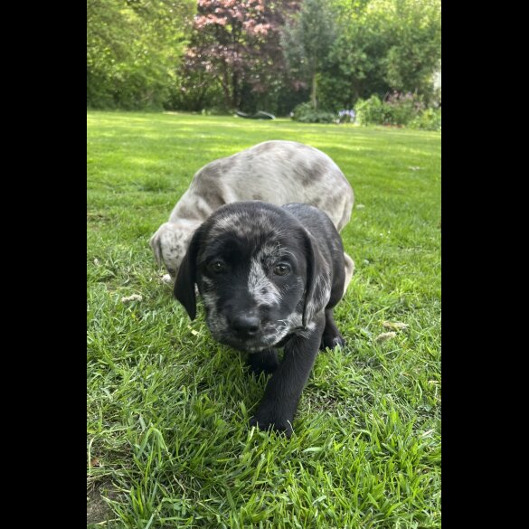 Labrador Retriever - Both