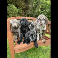 Labrador Retriever - Both