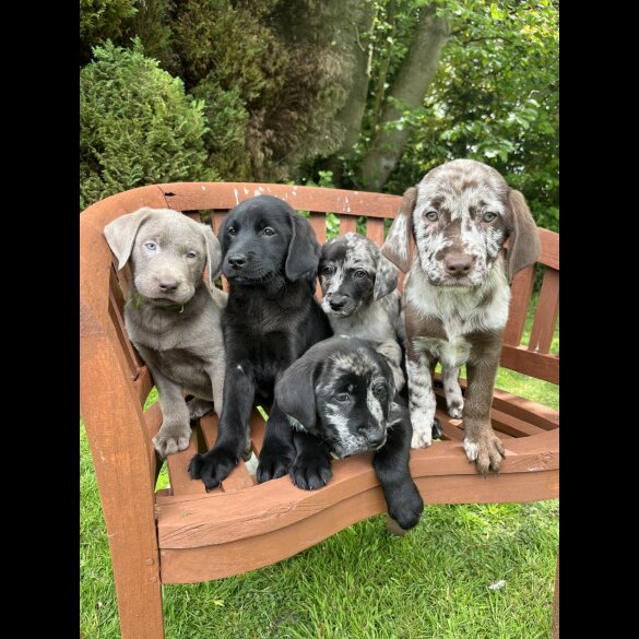 Labrador Retriever - Both