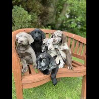 Labrador Retriever - Both