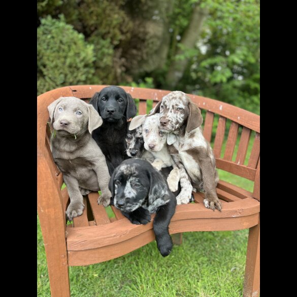 Labrador Retriever - Both