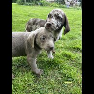 Labrador Retriever - Both