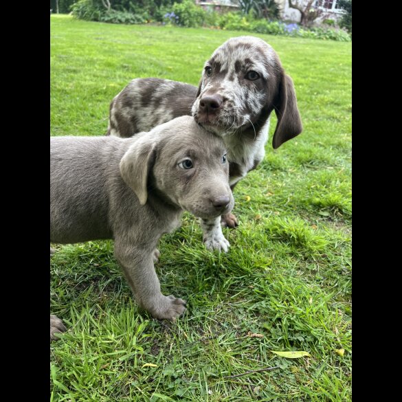 Labrador Retriever - Both