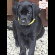 Labrador Retriever - Both