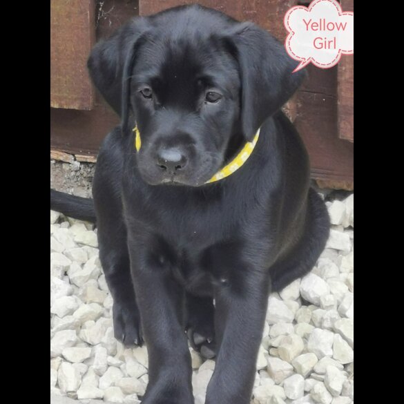 Labrador Retriever - Both