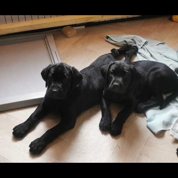 Labrador Retriever - Both