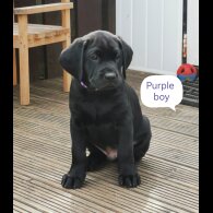 Labrador Retriever - Both