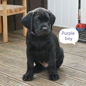 Labrador Retriever - Both
