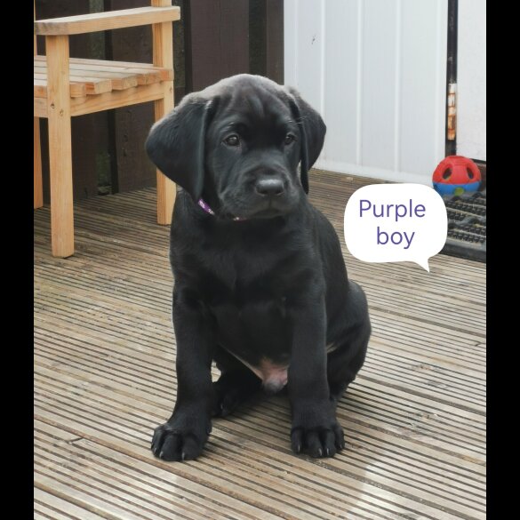 Labrador Retriever - Both