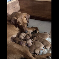 Labrador Retriever - Both