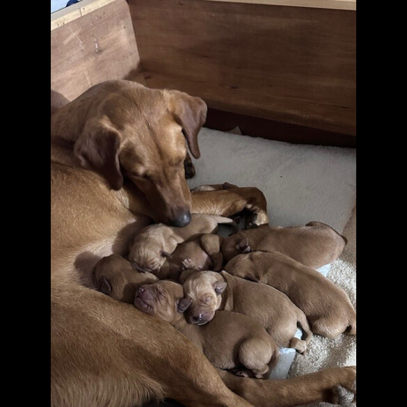 Labrador Retriever - Both