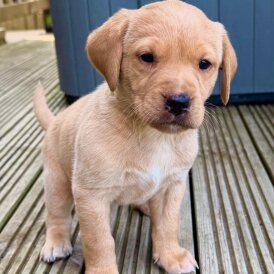 Labrador Retriever - Both