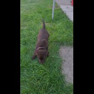 Labrador Retriever - Both