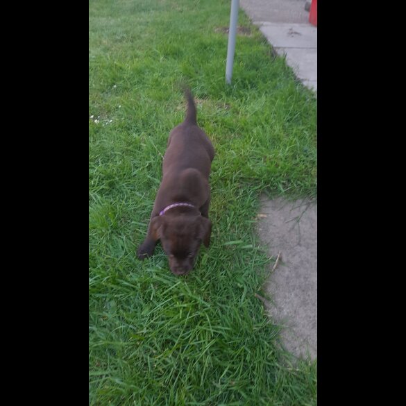 Labrador Retriever - Both