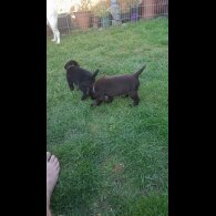 Labrador Retriever - Both