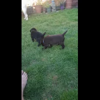 Labrador Retriever - Both