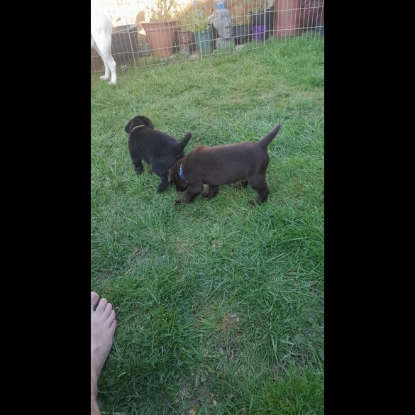 Labrador Retriever - Both
