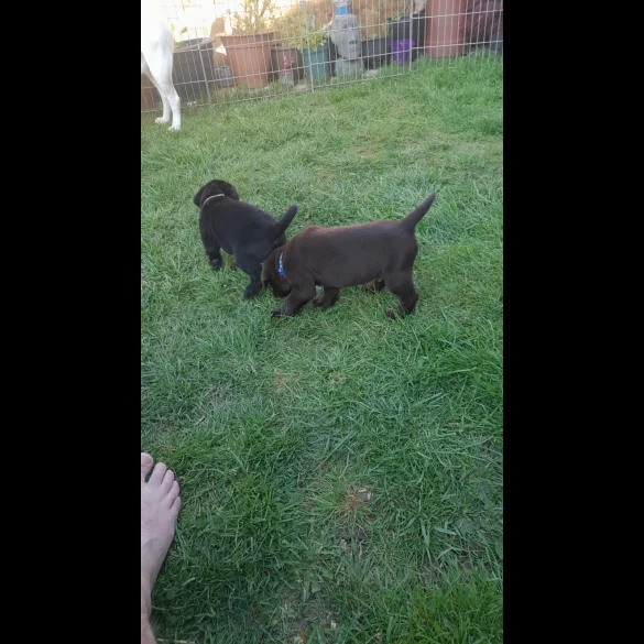Labrador Retriever - Both