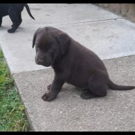 Labrador Retriever - Both
